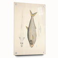 Vintage Animal Art: Allied Herring Illustration Art Prints