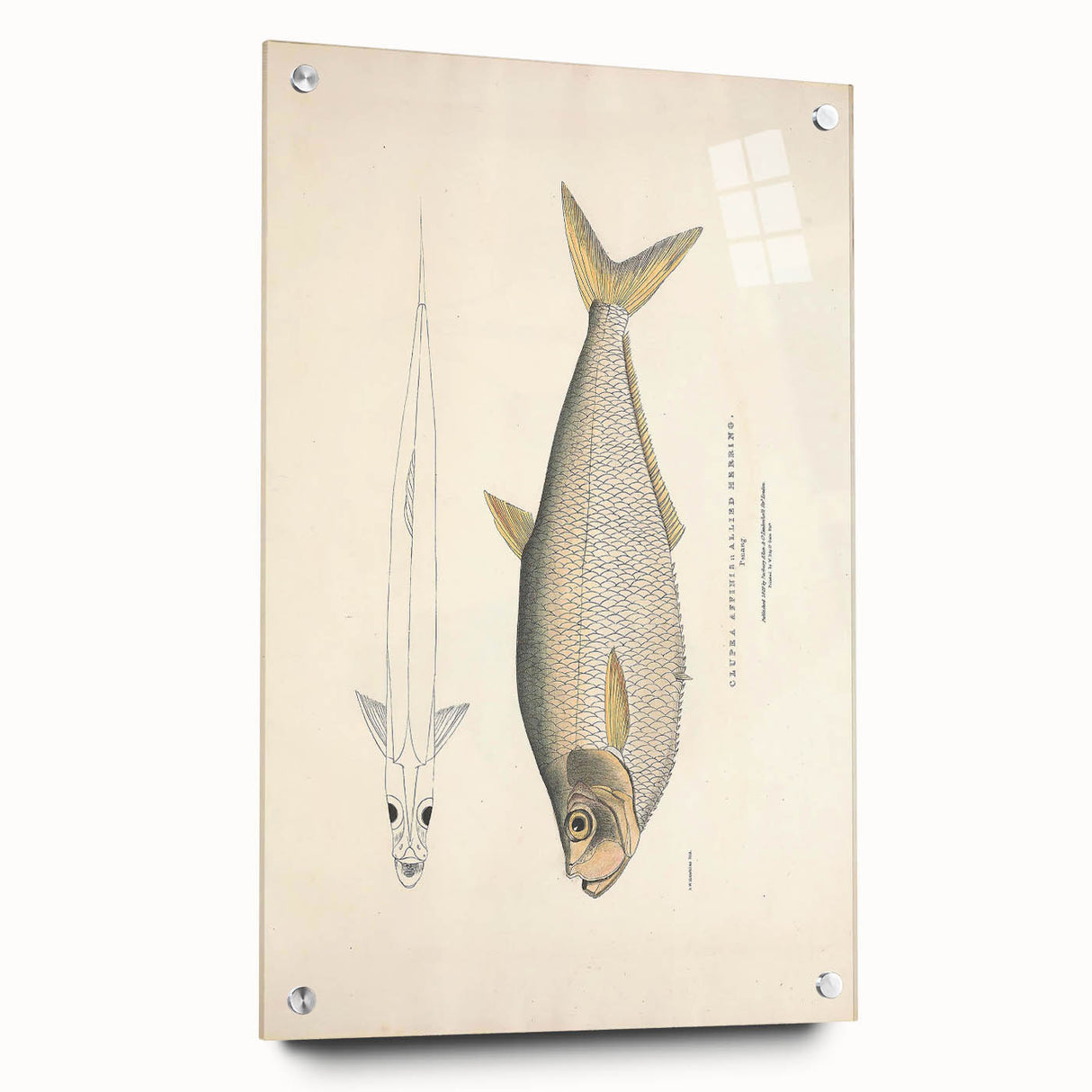 Vintage Animal Art: Allied Herring Illustration Art Prints