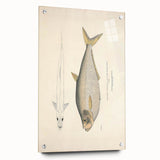 Vintage Animal Art: Allied Herring Illustration Art Prints