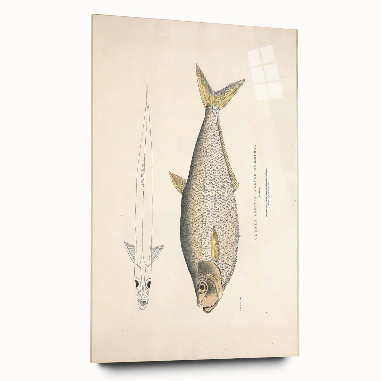 Vintage Animal Art: Allied Herring Illustration Art Prints