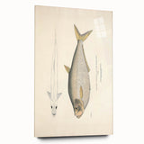 Vintage Animal Art: Allied Herring Illustration Art Prints