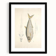 Vintage Animal Art: Allied Herring Illustration Art Prints