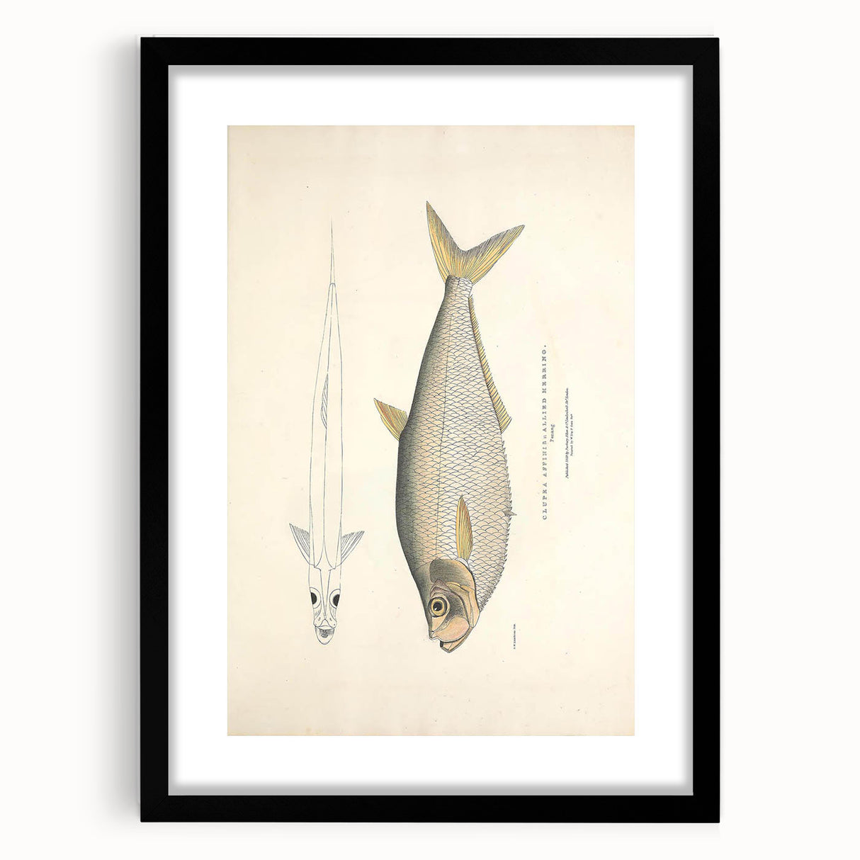 Vintage Animal Art: Allied Herring Illustration Art Prints
