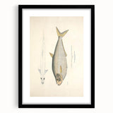 Vintage Animal Art: Allied Herring Illustration Art Prints