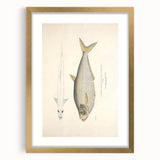 Vintage Animal Art: Allied Herring Illustration Art Prints