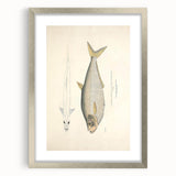 Vintage Animal Art: Allied Herring Illustration Art Prints