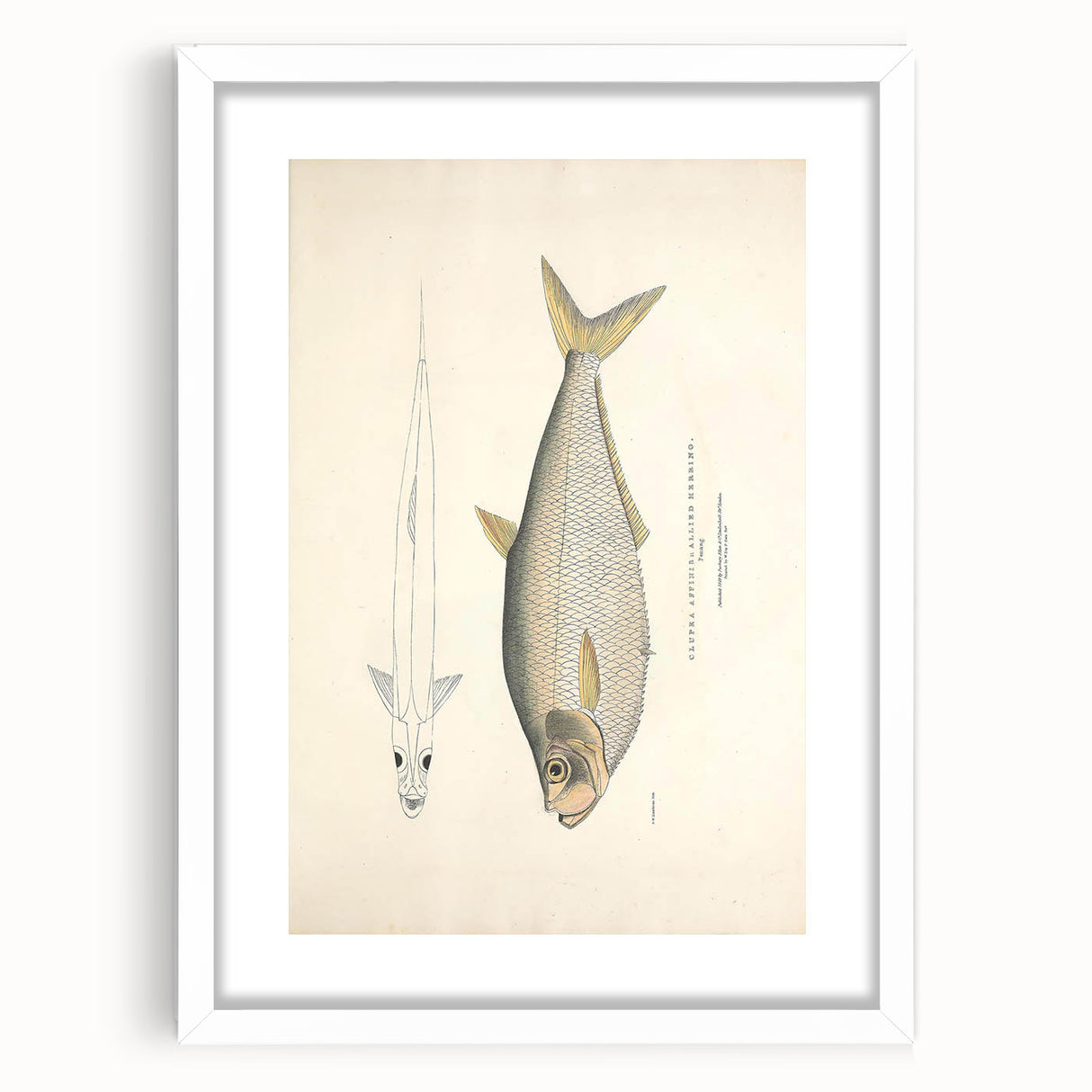 Vintage Animal Art: Allied Herring Illustration Art Prints