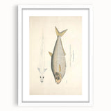 Vintage Animal Art: Allied Herring Illustration Art Prints