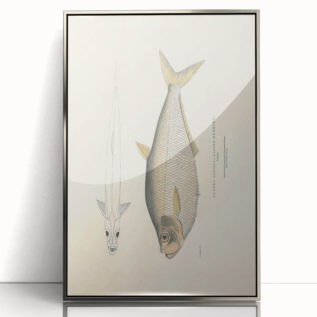 Vintage Animal Art: Allied Herring Illustration Art Prints