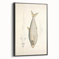 Vintage Animal Art: Allied Herring Illustration Art Prints