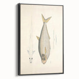 Vintage Animal Art: Allied Herring Illustration Art Prints