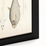 Vintage Animal Art: Allied Herring Illustration Art Prints