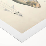 Vintage Animal Art: Allied Herring Illustration Art Prints