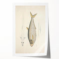 Vintage Animal Art: Allied Herring Illustration Art Prints