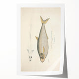 Vintage Animal Art: Allied Herring Illustration Art Prints