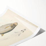 Vintage Animal Art: Allied Herring Illustration Art Prints