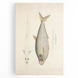 Vintage Animal Art: Allied Herring Illustration Art Prints