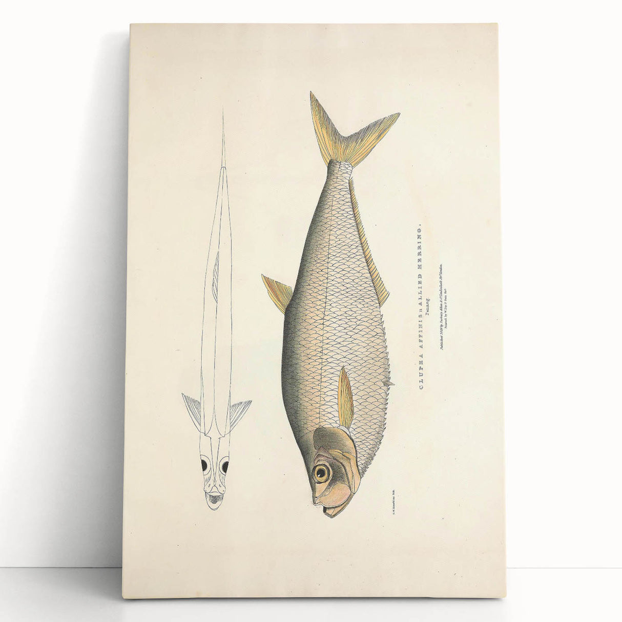 Vintage Animal Art: Allied Herring Illustration Art Prints