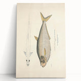 Vintage Animal Art: Allied Herring Illustration Art Prints