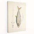 Vintage Animal Art: Allied Herring Illustration Art Prints
