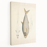 Vintage Animal Art: Allied Herring Illustration Art Prints