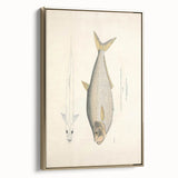 Vintage Animal Art: Allied Herring Illustration Art Prints