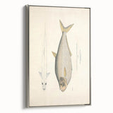 Vintage Animal Art: Allied Herring Illustration Art Prints