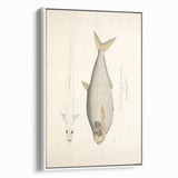 Vintage Animal Art: Allied Herring Illustration Art Prints