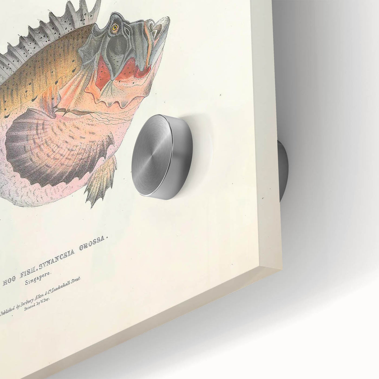 Vintage Animal Art: Deformed Hogfish Illustration Art Prints