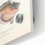 Vintage Animal Art: Deformed Hogfish Illustration Art Prints