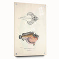 Vintage Animal Art: Deformed Hogfish Illustration Art Prints