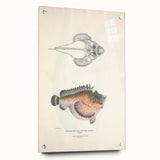 Vintage Animal Art: Deformed Hogfish Illustration Art Prints