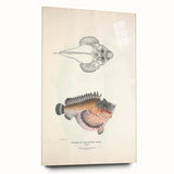 Vintage Animal Art: Deformed Hogfish Illustration Art Prints