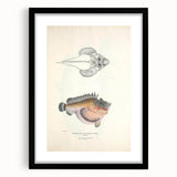 Vintage Animal Art: Deformed Hogfish Illustration Art Prints