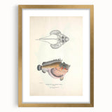 Vintage Animal Art: Deformed Hogfish Illustration Art Prints