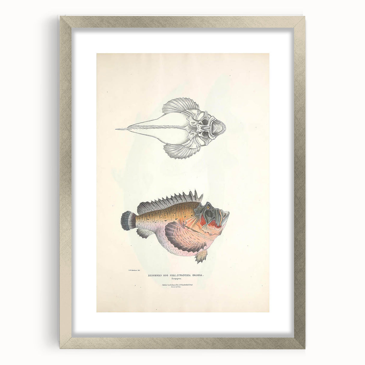 Vintage Animal Art: Deformed Hogfish Illustration Art Prints