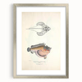Vintage Animal Art: Deformed Hogfish Illustration Art Prints