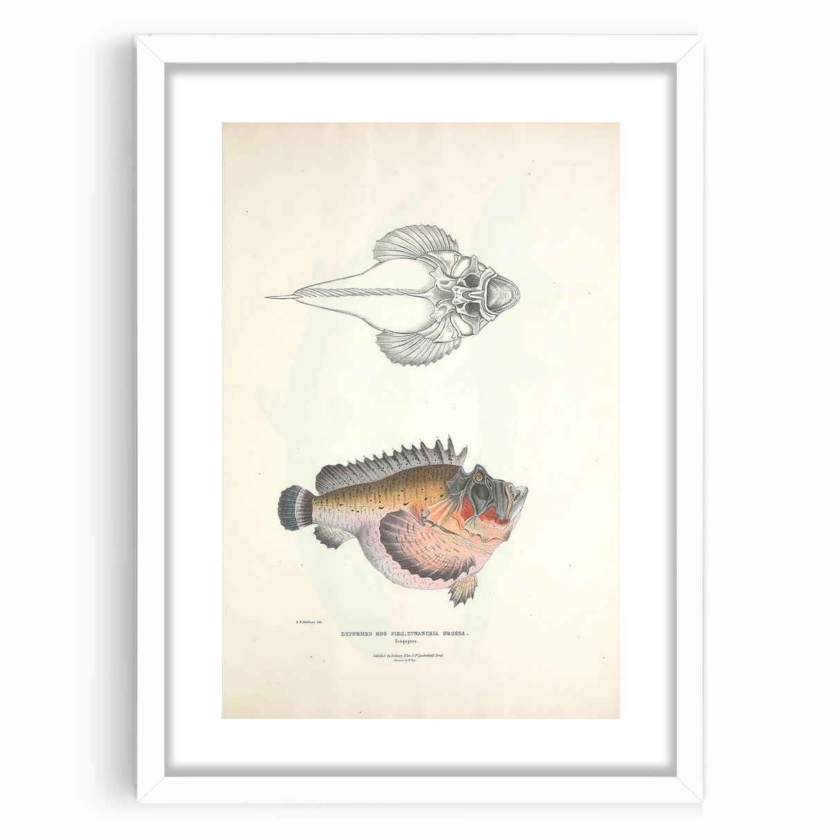 Vintage Animal Art: Deformed Hogfish Illustration Art Prints
