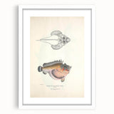 Vintage Animal Art: Deformed Hogfish Illustration Art Prints