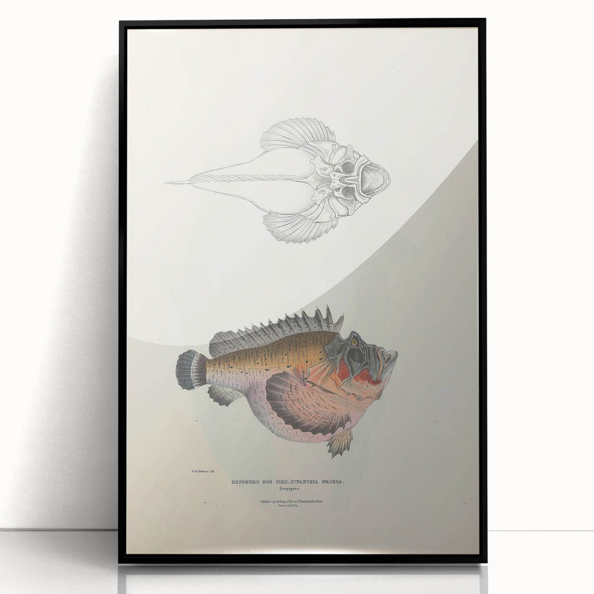 Vintage Animal Art: Deformed Hogfish Illustration Art Prints