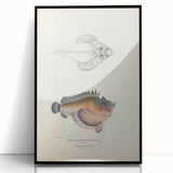 Vintage Animal Art: Deformed Hogfish Illustration Art Prints