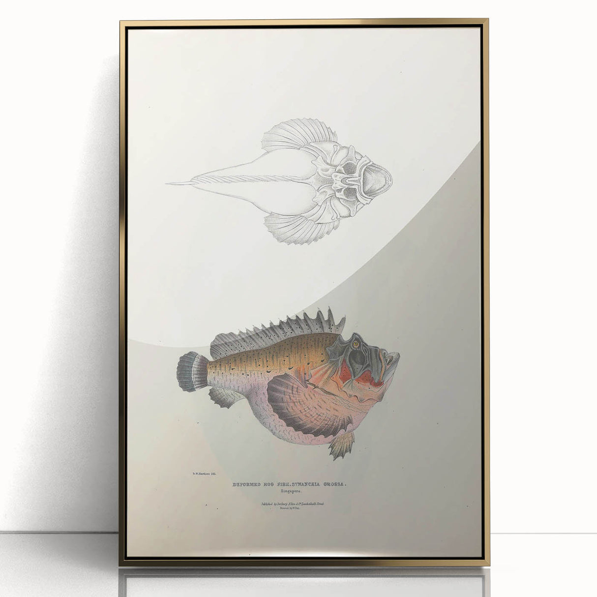 Vintage Animal Art: Deformed Hogfish Illustration Art Prints