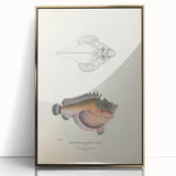 Vintage Animal Art: Deformed Hogfish Illustration Art Prints