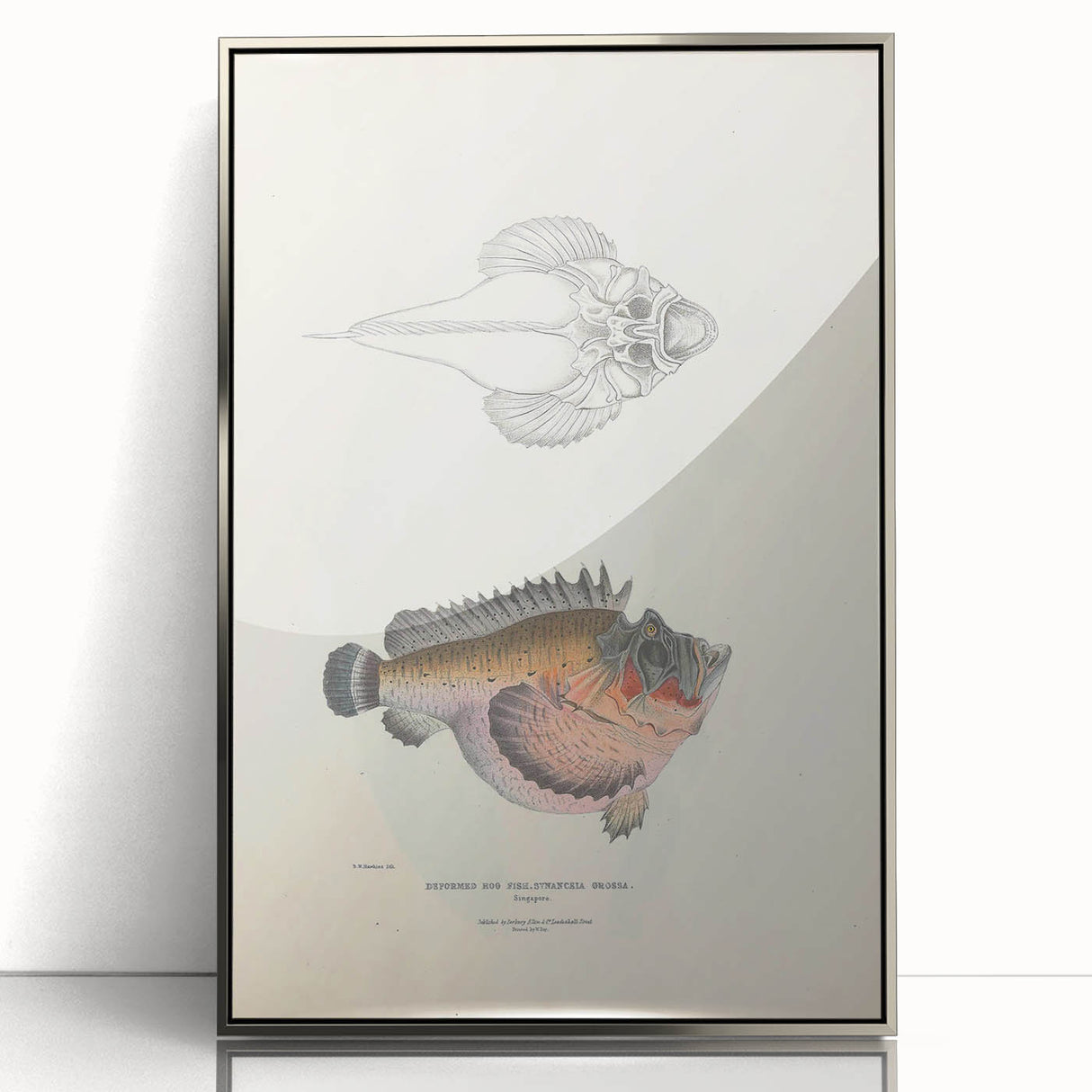 Vintage Animal Art: Deformed Hogfish Illustration Art Prints