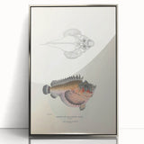 Vintage Animal Art: Deformed Hogfish Illustration Art Prints