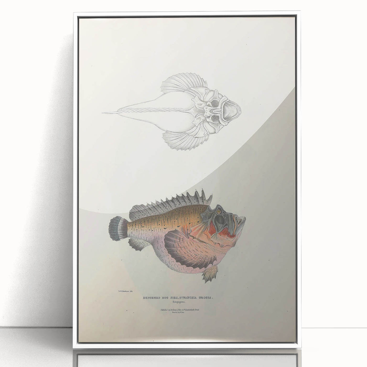 Vintage Animal Art: Deformed Hogfish Illustration Art Prints