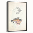 Vintage Animal Art: Deformed Hogfish Illustration Art Prints