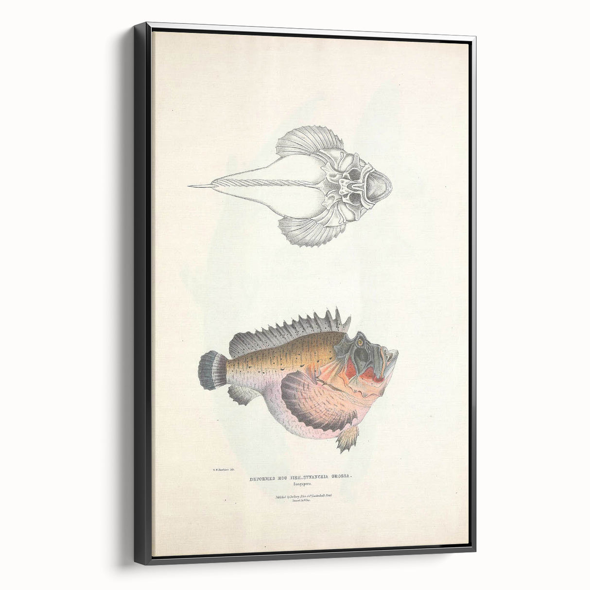 Vintage Animal Art: Deformed Hogfish Illustration Art Prints