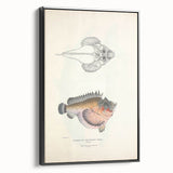 Vintage Animal Art: Deformed Hogfish Illustration Art Prints