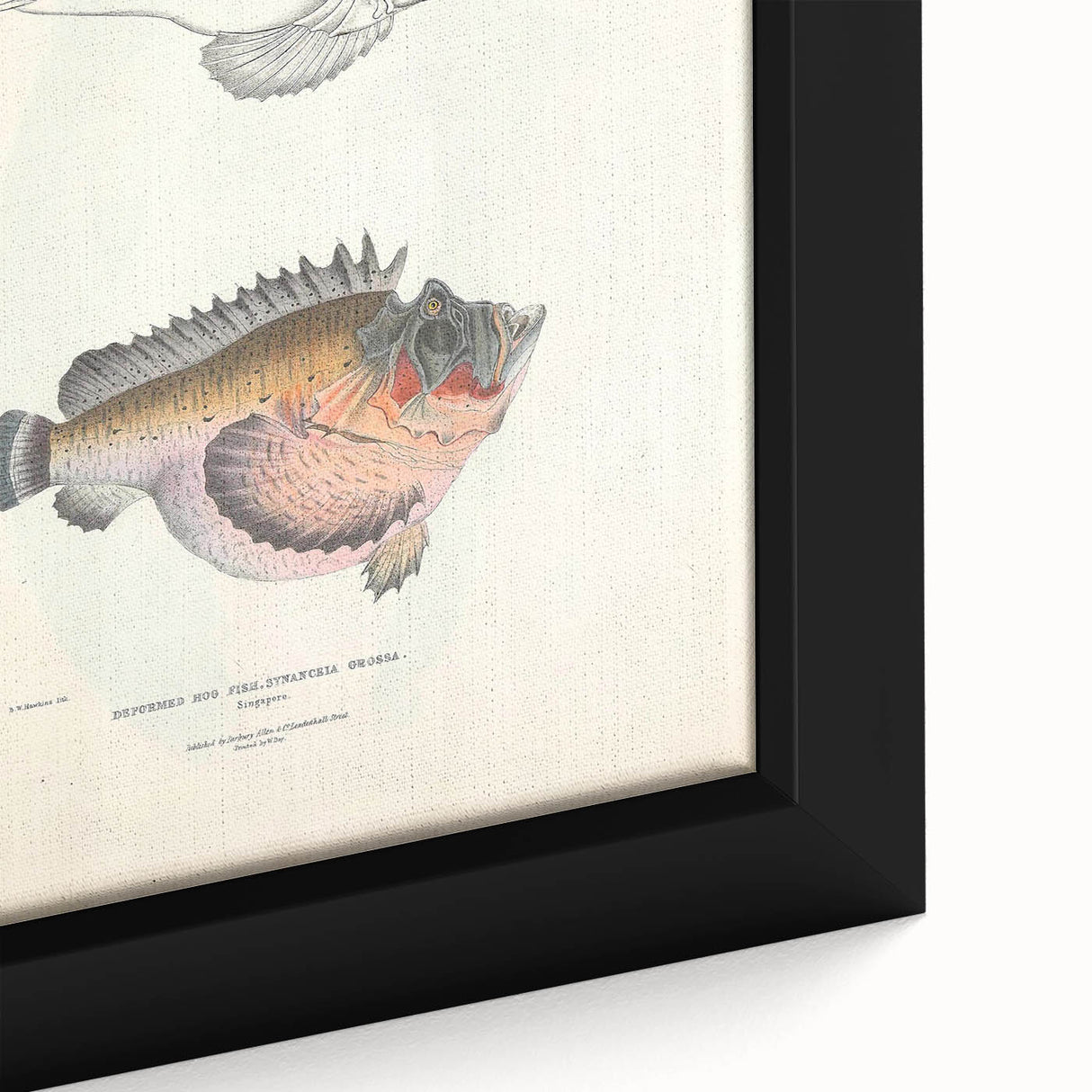 Vintage Animal Art: Deformed Hogfish Illustration Art Prints